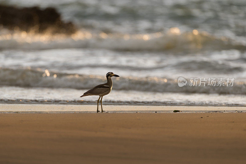 海鸟:成年海滩粗膝鹬(Esacus magnirostris)，又名海滩石鸻。